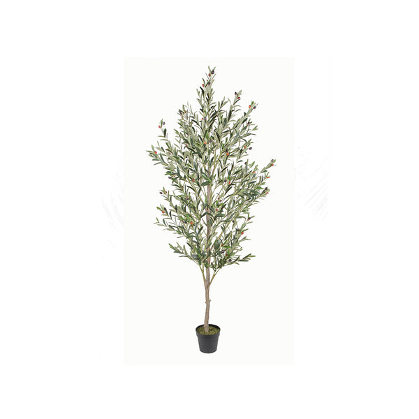 OLIVE TREE WITH POT