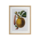 ******FRAMED PRINTINGS