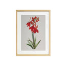***FRAMED PRINTINGS