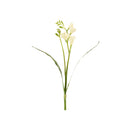 WHITE NARCISSUS