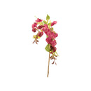 DARK PINK SWEET PEA