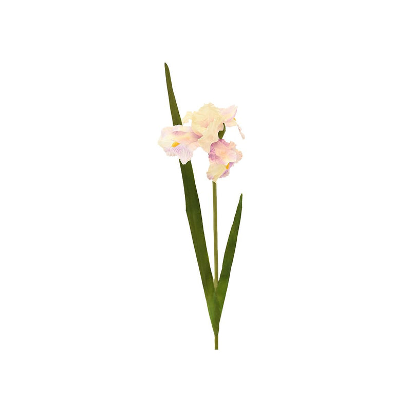 PINK IRIS