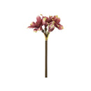PINK AMARYLLIS