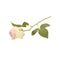 PINK ROSE